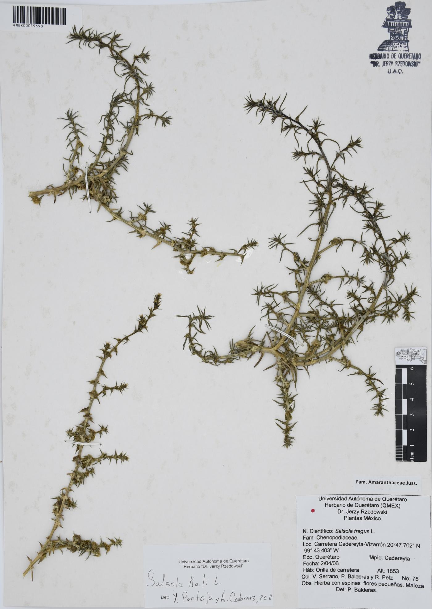 Salsola kali image